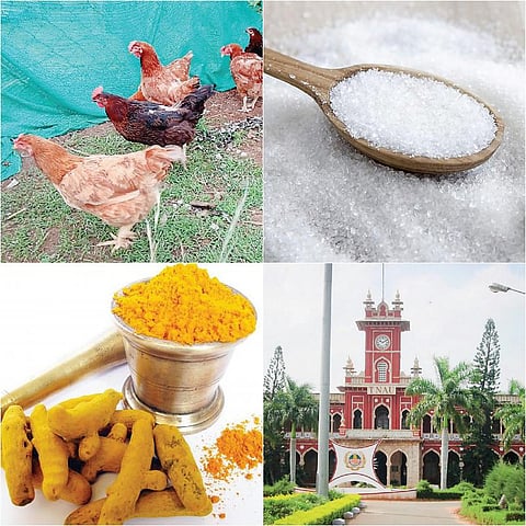 நாட்டுக் கோழி வளர்ப்பு இலவசப் பயிற்சி
