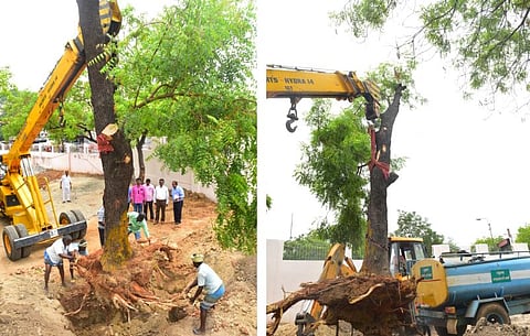 மதுரையில் காப்பாற்றப்பட்ட 11 பழமையான மரங்கள்: சாலை விரிவாக்கத்திற்காக வேரோடு அப்புறப்படுத்தப்பட்டவை மாற்று இடத்தில் நடப்பட்டன