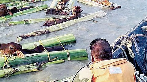 மேற்குவங்கத்தின் மால்டா பகுதி, சோவபூர் கிராமத்தில் வாழை மரங்களோடு ஆற்றில் மிதந்த மாடுகளை எல்லைப் பாதுகாப்புப் படை வீரர்கள் நேற்று முன்தினம் மீட்டனர்.
