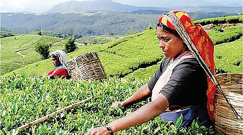 தேயிலை விற்பனை சரிவு