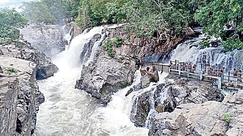 கர்நாடக அணைகளில் இருந்து திறக்கப்படும் தண்ணீரால் தருமபுரி மாவட்டம் ஒகேனக்கல் அருவிகளில் புதுவெள்ளம் நுரைபொங்க கொட்டுகிறது.