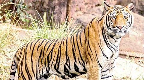 இன்று சர்வதேச புலிகள் தினம்: சுருங்கும் வனப் பரப்புகளால் நெருக்கடியை சந்திக்கின்றன