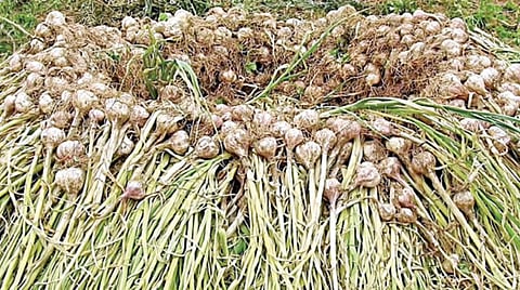 நூற்றாண்டு பழமையான கொடைக்கானல் மலைப்பூண்டு; ﻿12 ஆவணங்களை சமர்ப்பித்து புவிசார் குறியீடு