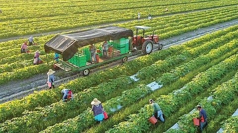 எது இயற்கை உணவு 15: இயற்கை வேளாண்மையில் அரசின் பங்கு