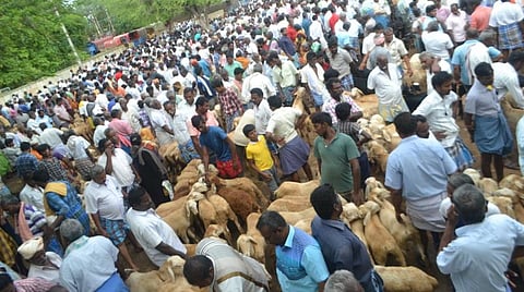 பக்ரீத் பண்டிகை: சேலம் கொங்கணாபுரம் ஆட்டு சந்தையில் ரூ.5 கோடிக்கு ஆடுகள் விற்பனை 