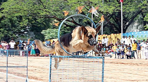 திருப்பதியில் உள்ள தேவஸ்தான மைதானத்தில் நேற்று நடந்த சுதந்திர தின விழாவில் மோப்ப நாய்களின் சாகச நிகழ்ச்சி நடைபெற்றது.