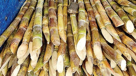 இந்தியக் கரும்பு மானியத்துக்கு எதிராக விசாரணை
