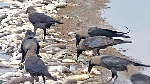 கானாத்தூர் அருகே கரிக்காட்டுக்குப்பம் ஆற்றுப் பகுதியில் இறந்து மிதக்கும் மீன்கள்.