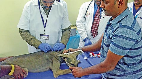 இந்தியாவில் முதன்முறையாக திருநெல்வேலி கால்நடை மருத்துவ கல்லூரி மற்றும் ஆராய்ச்சி நிலையத்தில் நாட்டு இன நாய்களின் உடலில் மைக்ரோ சிப் பொருத்தப்பட்டது.படம்: மு. லெட்சுமி அருண்