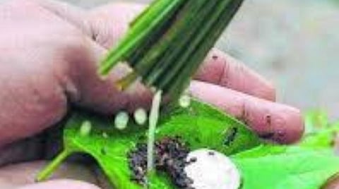 ஆவணி அமாவாசை தர்ப்பணம்; பித்ருக்களை ஆராதிப்போம்