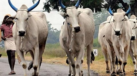 கர்நாடக மாநிலத்தில் மாட்டிறைச்சிக்கு தடை?- அமைச்சர்களுடன் எடியூரப்பா ஆலோசனை
