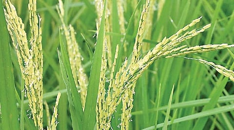 எது இயற்கை உணவு 18: நாம் சாப்பிடுவது ஆரோக்கிய விதை உணவா?
