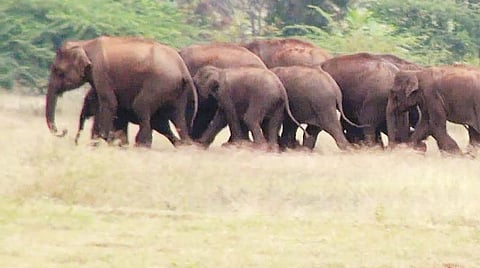 வலசை தொடங்கிய `வனத்தின் பேரரசன்’- முன்கூட்டியே துவங்கிய இடப்பெயர்ச்சி; தீவிரமாக கண்காணிக்கும் வனத்துறை