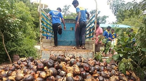 தமிழகம் முழுவதும் நடவு செய்ய 2 கோடி பனை விதைகள் இலவசமாக விநியோகம்: நிலத்தடி நீரை சேமிக்க அரசு தோட்டக்கலைத்துறை புது முயற்சி