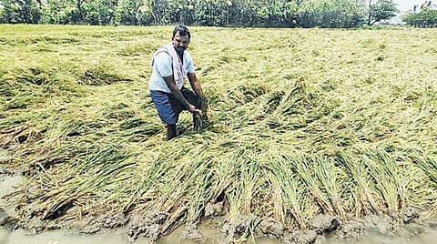 தஞ்சாவூர் மாவட்டம் திருவையாறு அருகே உள்ள அம்மையகரம் கிராமத்தில் தொடர் மழையின் காரணமாக வயலில் சாய்ந்த நிலையில் உள்ள அறுவடைக்கு தயாரான நெற்கதிரை சூழ்ந்துள்ள தண்ணீரை வடியவைக்கும் பணியில் ஈடுபட்டுள்ள விவசாயி.