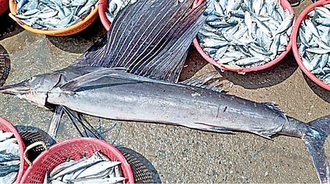 மீனவர் வலையில் ராட்சத மயில் மீன்: மிக வேகமாக நீந்தும் கடல்வாழ் உயிரினம்