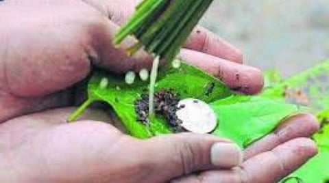பித்ருக்களுக்கு உணவு - மகாளய பட்ச ஸ்பெஷல்