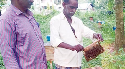 மார்த்தாண்டத்தில் தேன் உற்பத்தியில் ஈடுபட்டுள்ள விவசாயி.