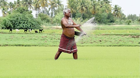 திருச்சி முடிகண்டம் பகுதியில் நேற்று நெல் நாற்றங்காலுக்கு உரம் தெளிக்கும் விவசாயி. படம்:ஜி.ஞானவேல்முருகன்