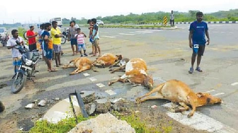 வாகனம் மோதி இறந்து கிடக்கும் பசுக்கள்.