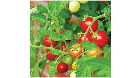 தக்காளி வீணாவதைத் தடுக்க நடமாடும் இயந்திரம்