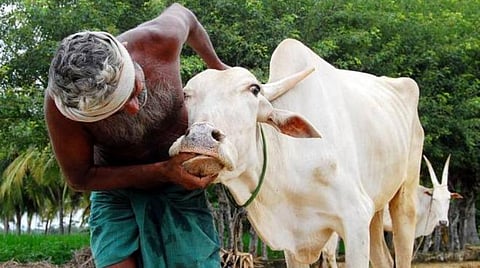 கோமாரி தடுப்பூசி முகாம் அக்.14 முதல் தொடக்கம்: தமிழகம் முழுவதும் 95 லட்சம் கால்நடைகளுக்கு போட இலக்கு