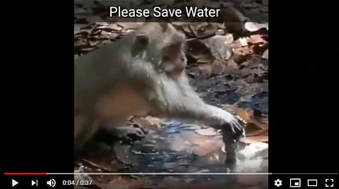 இந்தக் குரங்கிடம் கற்றுக் கொள்வோம்: 'தண்ணீர் சிக்கனம்' பாடம்; வைரல் வீடியோ
