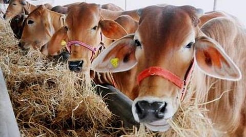 பசு தத்தெடுப்பு திட்டத்தில் ஆர்வம் காட்டாத உ.பி. மக்கள்