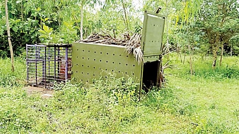 சிறுத்தையை பிடிக்க வைக்கப்பட்டுள்ள கூண்டு.