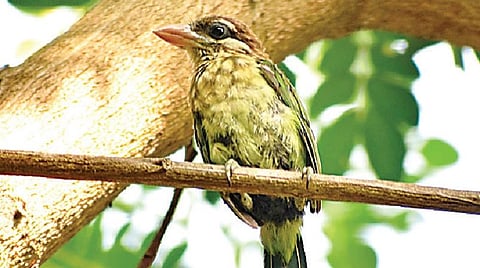 புதிய பறவை 11: கொல்லிமலையின் பின்னணி இசை