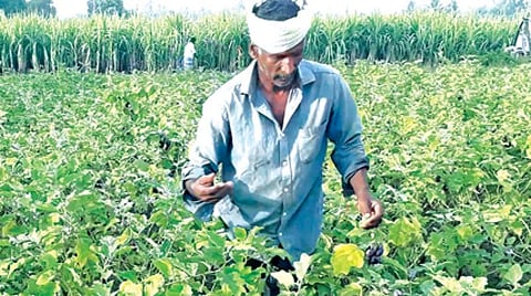 சேத்தியாத்தோப்பு அருகே வெய்யலூரில் இயற்கை முறையில் பயிரிடப்பட்ட கத்தரி வயலில் காய்களை பறிக்கும் விவசாயி.