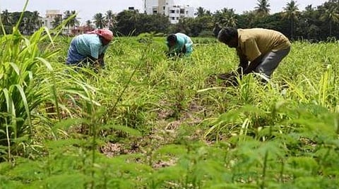 உற்பத்தி துறையில் வேலை வாய்ப்பு குறை﻿ந்ததால் வேளாண் துறைகளில் வேலை வாய்ப்பு அதிகரிப்பு﻿