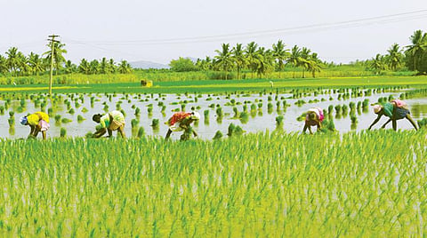ஆண்டுதோறும் ரூ.6 ஆயிரம் வழங்கும் திட்டம்: தமிழகத்தில் 34 லட்சம் விவசாயிகளுக்கு ரூ.1,727 கோடி நிதி பயனாளிகள் பட்டியலை வெளியிட விவசாயிகள் வலியுறுத்தல்