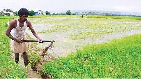 திருநெல்வேலி கருப்பந்துறையில் நெல் சாகுபடி பணிகளில் விவசாயிகள் ஈடுபட்டுள்ளனர். படம் மு. லெட்சுமி அருண்