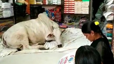 ஆந்திராவில் துணிக்கடை ஒன்றில்  ஒவ்வொருநாளும் நுழையும் பசுமாடு. | படம்: ஏஎன்ஐ