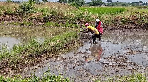 விருதுநகர் மாவட்டத்தில் தொடர் மழையால் வேளாண் பணிகள் தீவிரம்: விவசாயிகள் மகிழ்ச்சி