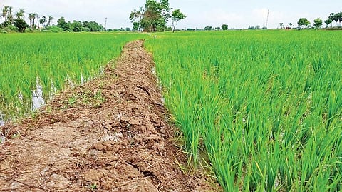 திருவாரூர் மாவட்டம் சவளக்காரன் பகுதியில் செழித்து வளர்ந்துள்ள சம்பா நெற்பயிர்கள். படம்: எஸ்.கோபாலகிருஷ்ணன்