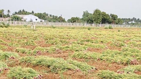 திண்டுக்கல் அருகே கலிக்கம்பட்டியில் அறுவடைக்கு பின் வயலில் உலர வைக்கப்பட்டுள்ள வெங்காயங்கள்.