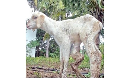 6 கால்களுடன் பிறந்துள்ள ஆட்டுக் குட்டி.