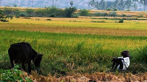 உழவன் செயலியில் 200 ஊராட்சிகள், கூட்டுறவு சங்கங்கள் மாயம்: உர இருப்பு, அதிகாரிகள் ஆய்வை அறிய முடியாததால் விவசாயிகள் அதிருப்தி