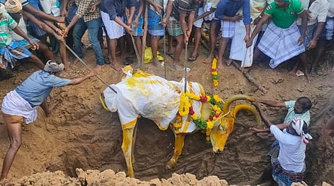 இறந்த அழகர்மலையான் கோயில் காளையை, மரியாதையுடன் அடக்கம் செய்த உடையநாதபுரம் கிராம மக்கள்.
