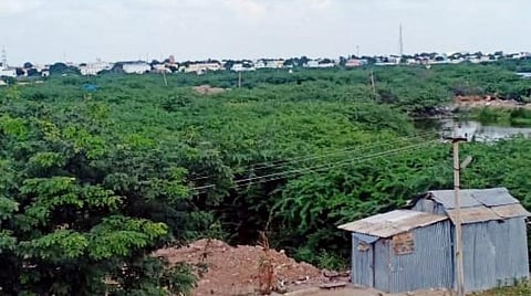 தூர்வாரப்படாமல் புதர் மண்டியதால் சமூக விரோதிகளின் கூடாரமான விருதுநகர் கடம்பன்குளம்: கேள்விக்குறியாகும் நீராதாரம்