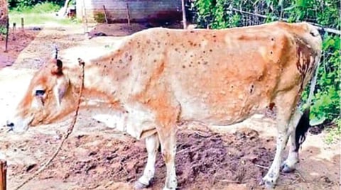 இந்தியாவில் முதல்முறையாக கேரளாவில் கால்நடைகளை தாக்கும் தோல் கழலை நோய் கண்டுபிடிப்பு: உலக கால்நடை சுகாதார அமைப்புக்கு மத்திய அரசு அறிக்கை 