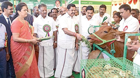 செங்கல்பட்டில் நேற்று நடந்த புதிய மாவட்ட தொடக்க விழாவில், கறவை மாடு, ஆடு, கோழி உள்ளிட்ட பல்வேறு நலத்திட்ட உதவிகளை முதல்வர் பழனிசாமி வழங்கினார். முன்னதாக, பயனாளிகளுக்கு வழங்க இருந்த கறவை மாட்டுக்கு முதல்வர் கீரை வழங்கினார். உடன் துணை முதல்வர் ஓ.பன்னீர்செல்வம், கால்நடைத் துறை அமைச்சர் உடுமலை ராதாகிருஷ்ணன்.
