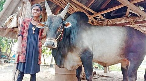 ஜல்லிக்கட்டு காளையுடன் கனிமொழி.