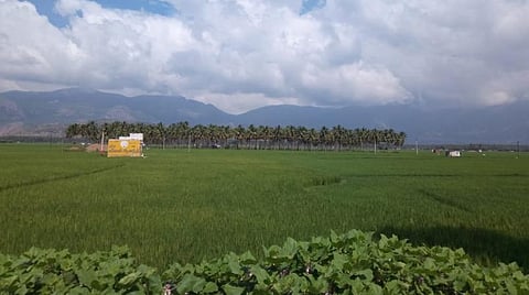 விருதுநகரில் பரவலான மழையால் வேகமாக நிரம்பும் அணைகள்: வேளாண் பணிகள் தீவிரம்