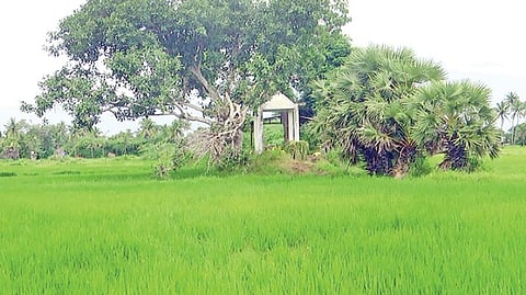 உள்ளாட்சித் தேர்தலால் திருவாரூர் மாவட்டத்தில்﻿ ﻿கிராமங்களில் நிலவும் பிரச்சினைகளுக்கு தீர்வு கிடைக்குமா?﻿ - ﻿பொதுமக்கள், சமூக ஆர்வலர்கள் எதிர்பார்ப்பு﻿