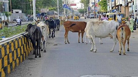 திருநெல்வேலி மாநகரப் பகுதிகளில் சுற்றித் திரிந்த 83 மாடுகள் கோசாலையில் ஒப்படைப்பு 