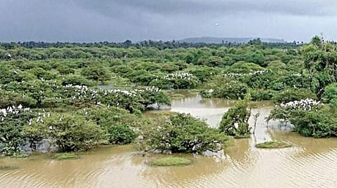 கனமழை காரணமாக ஏரி நிரம்பி வருவதால் வேடந்தாங்கலுக்கு மீண்டும் பறவைகள் வருகை: சீசன் தொடங்கியதால் சுற்றுலா பயணிகள் மகிழ்ச்சி