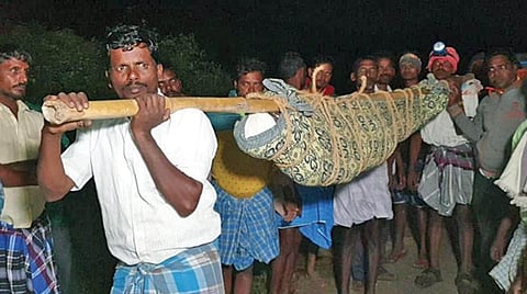 உயிரிழந்த முனுசாமியின் உடல் டோலி கட்டி தூக்கிச்செல்லப்படுகிறது. அடுத்த படம்: முனுசாமியின் மனைவியும் கர்ப்பிணியுமான அனிதாவை கைத்தாங்கலாக அழைத்துச் சென்ற உறவினர்கள்.